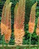 Eremurus 'CLEOPATRA' - cibule 1 ks