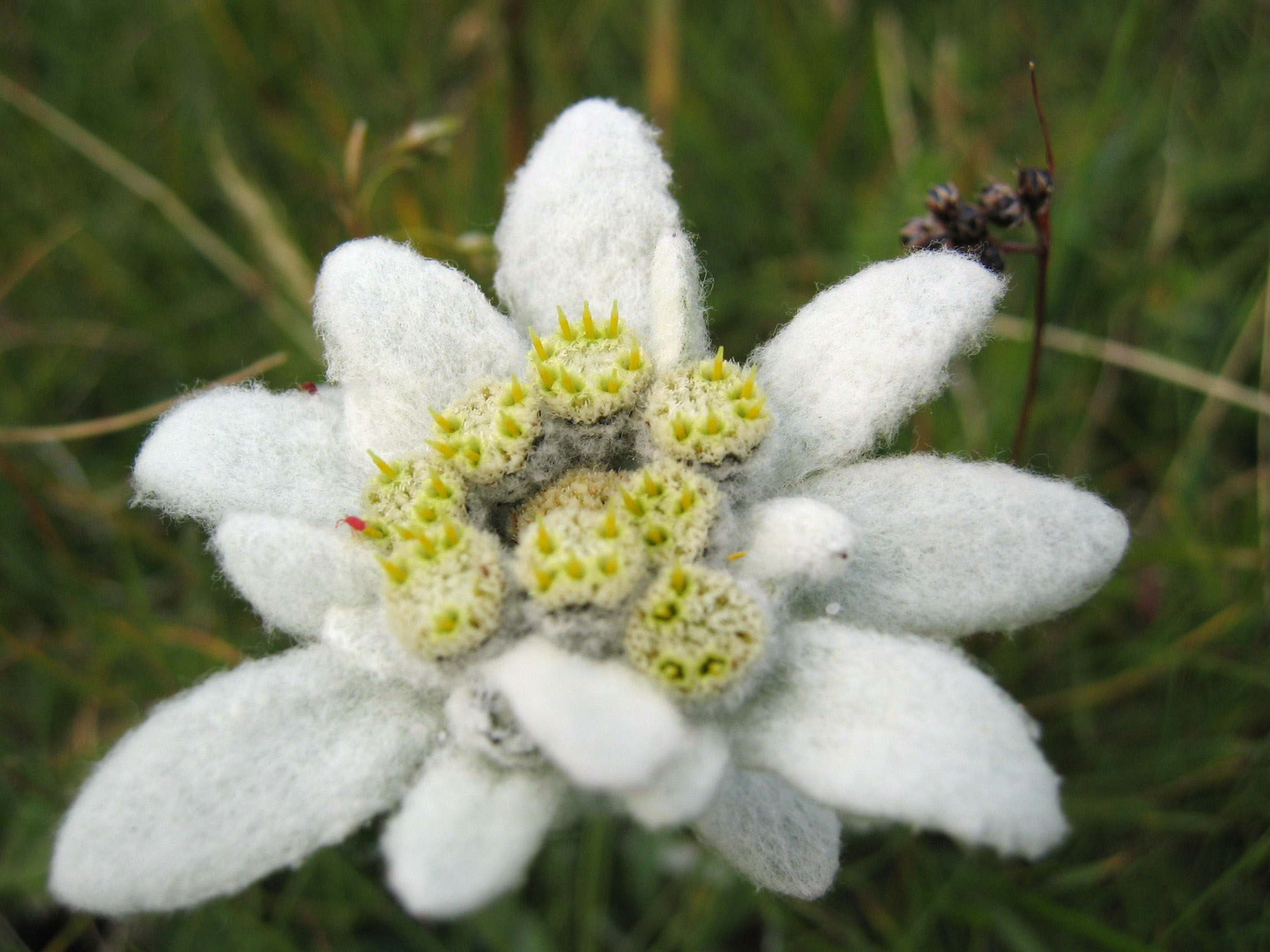 Protěž alpská "Star of Alp"