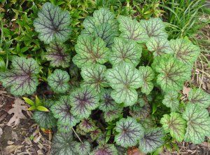 Heuchera americana ´Dale´s Strain´